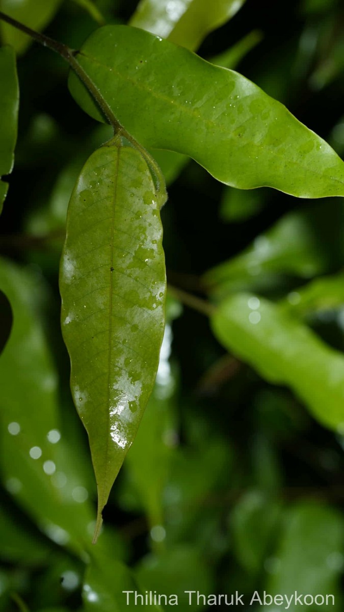 Doona trapezifolia Thwaites